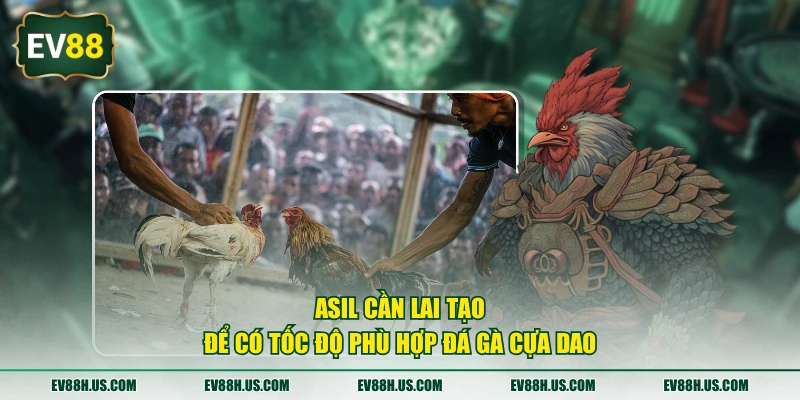 Asil cần lai tạo để có tốc độ phù hợp đá gà cựa dao