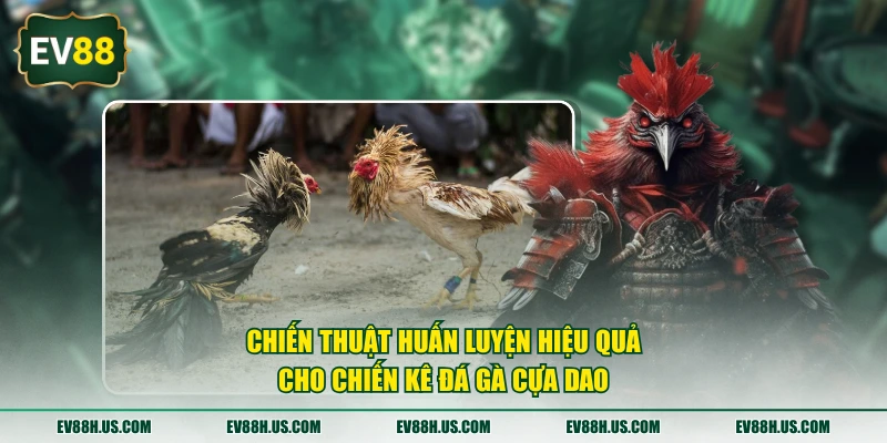 Chiến thuật huấn luyện hiệu quả cho chiến kê đá gà cựa dao