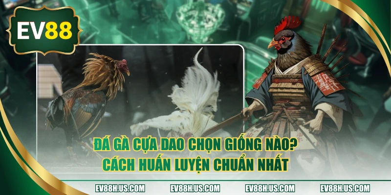 đá gà cựa dao