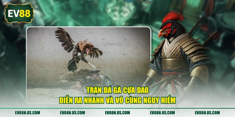 Trận đá gà cựa dao diễn ra nhanh và vô cùng nguy hiểm