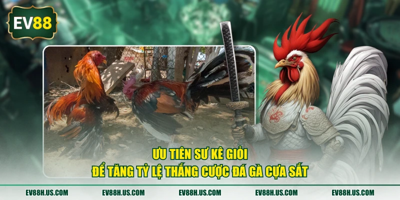 Ưu tiên sư kê giỏi để tăng tỷ lệ thắng cược đá gà cựa sắt